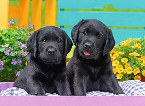 Ravensburger Puzzle 300 PEZZI XXL Vita Da Cucciolo 9+