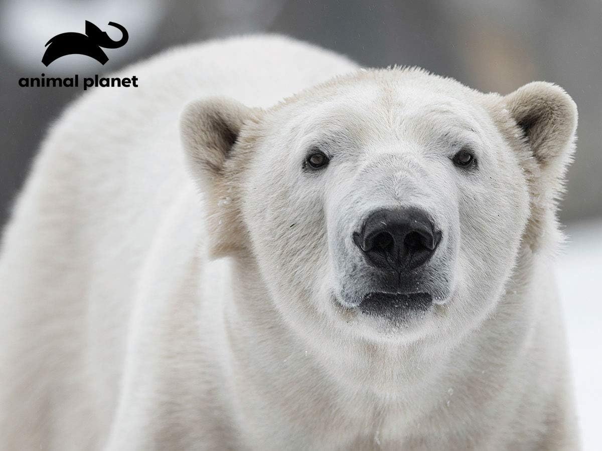 Puzzle 3d Animal Planet: Polar Bear 48 pezzi