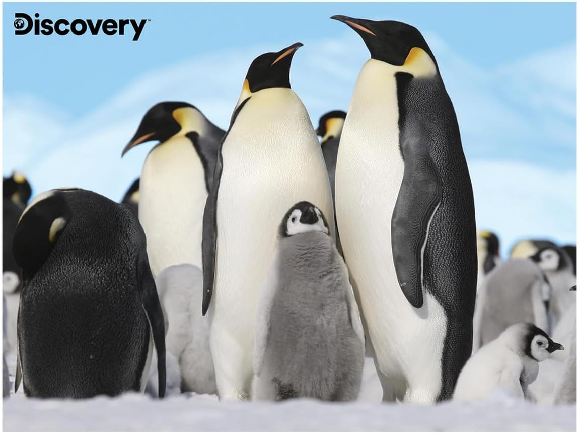 Prime 3D Puzzles - Animal Planet - Pinguini 48 pezzi Puzzle con peluche