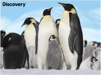 Prime 3D Puzzles - Animal Planet - Pinguini 48 pezzi Puzzle con peluche