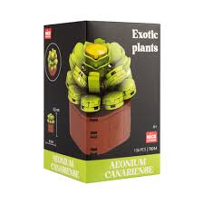 Nice - Costruzioni Piante Esotiche - Aeonium Canariense