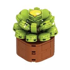 Nice - Costruzioni Piante Esotiche - Aeonium Canariense
