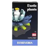 Nice - Costruzioni Piante Esotiche - Echeveria