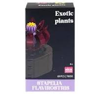 Nice - Costruzioni Piante Esotiche - Stapelia Flavirostris