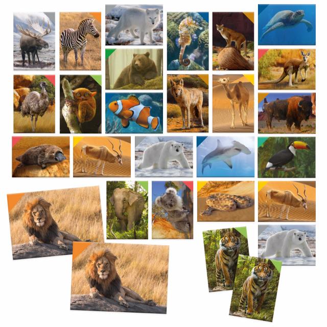 Memorix 108 Animal Cards Headu 5 ANNI +