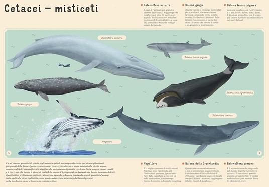 Sassi Enciclopedia Del Mare Per Piccoli Lettori Ediz. A Colori