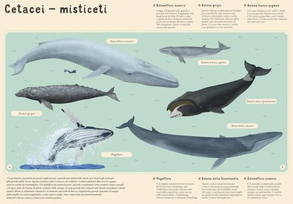 Sassi Enciclopedia Del Mare Per Piccoli Lettori Ediz. A Colori