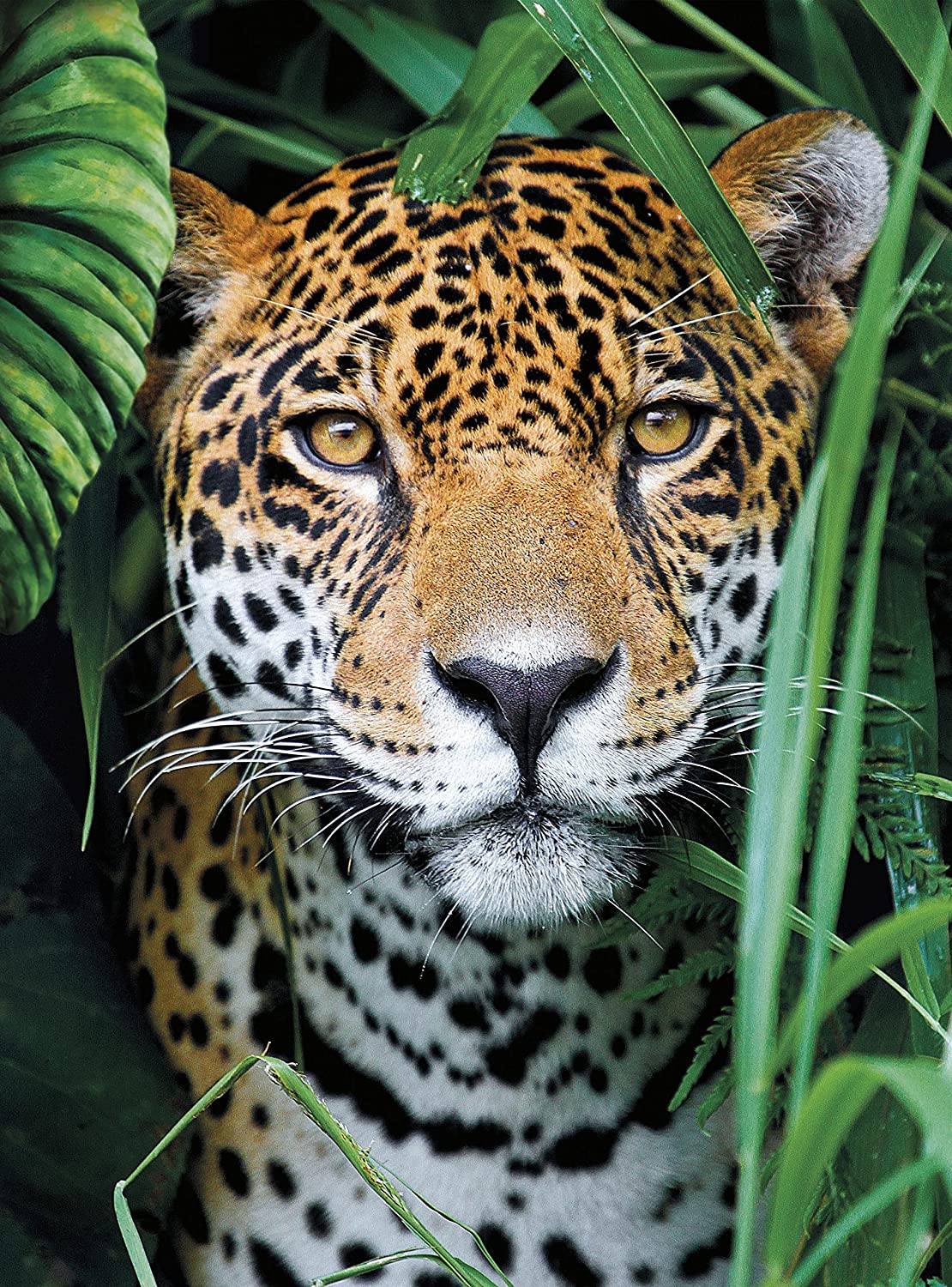 Jaguar In The Jungle puzzle 500 pezzi CLEMENTONI toysvaldichiana.it 