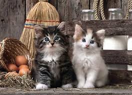 Puzzle  1000 Hqc Lovely Kittens Clementoni - toysvaldichiana.it